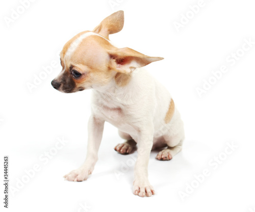 Funny puppy Chihuahua poses © Andrei Starostin