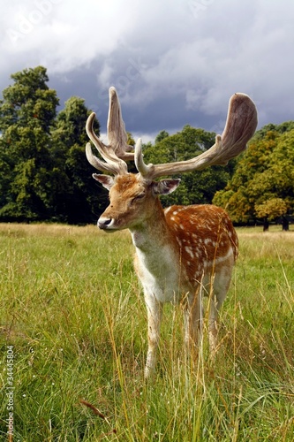 fallow deer