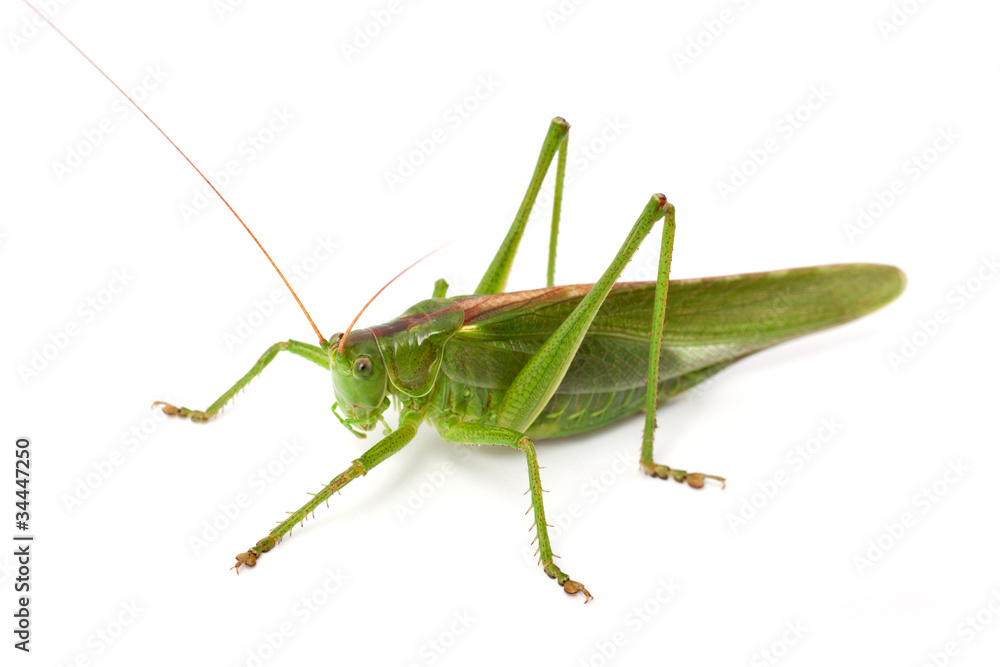 Grünes Heupferd (Tettigonia viridissima) Grünes Heupferd (Tettigonia viridissima)