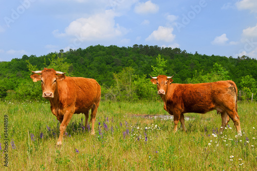 Brown French Limousin cows