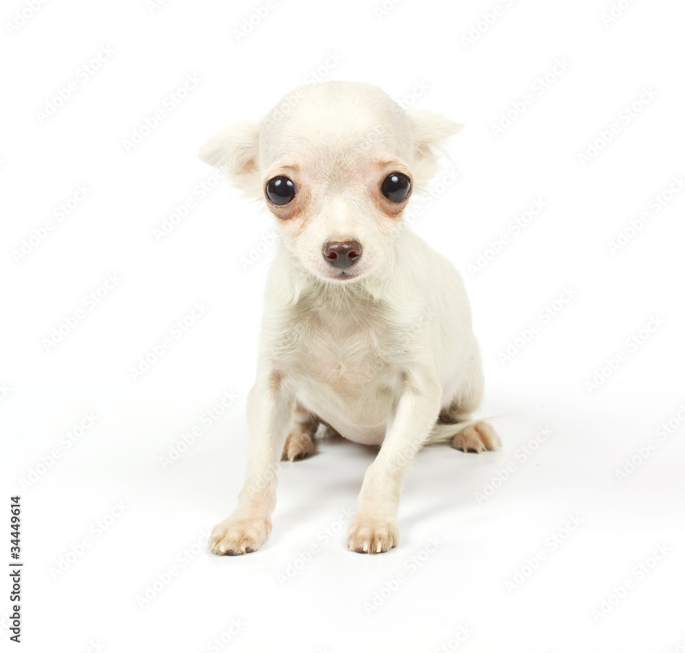 Chihuahua small puppy Chihuahua small puppy