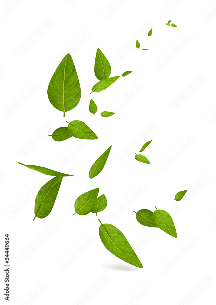 Obraz premium feuilles 2