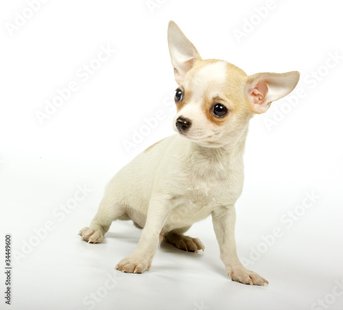 Chihuahua small puppy © Andrei Starostin