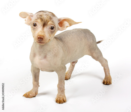 Chinese crested dog