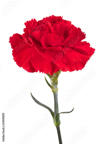 Fototapeta Naklejka Na Ścianę i Meble -  Beautiful red carnation on a white background