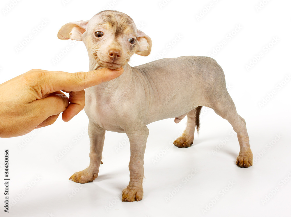 Chinese crested dog Chinese crested dog