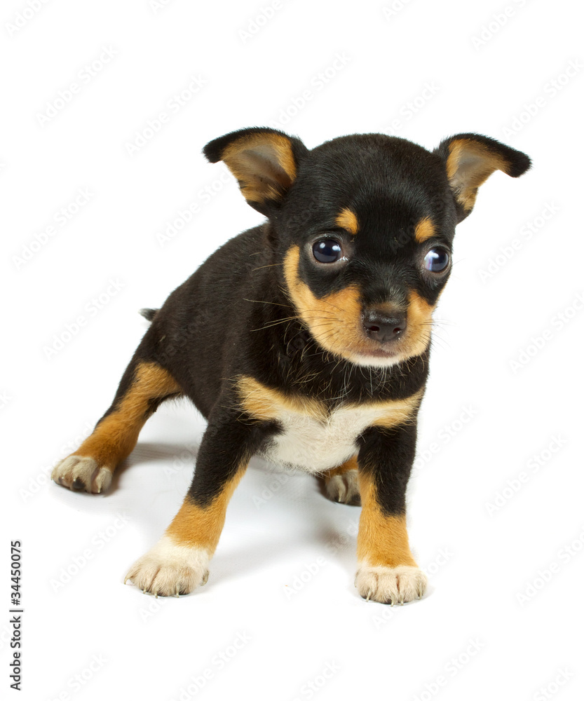 small chihuahua puppy small chihuahua puppy