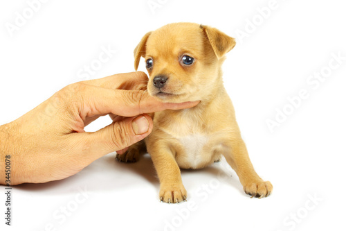 small chihuahua puppy