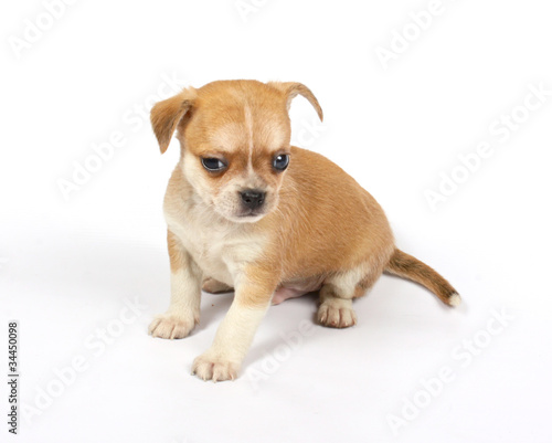 Fototapeta Naklejka Na Ścianę i Meble -  small chihuahua puppy