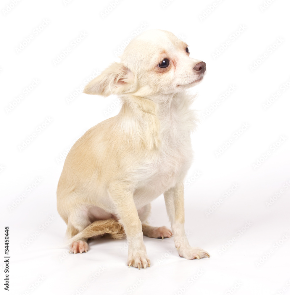 Chihuahua small puppy Chihuahua small puppy