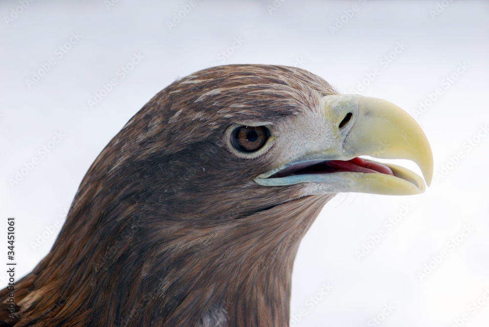 Naklejka premium Eagle