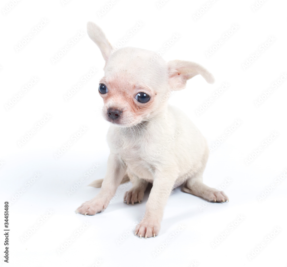 Chihuahua puppy in studio