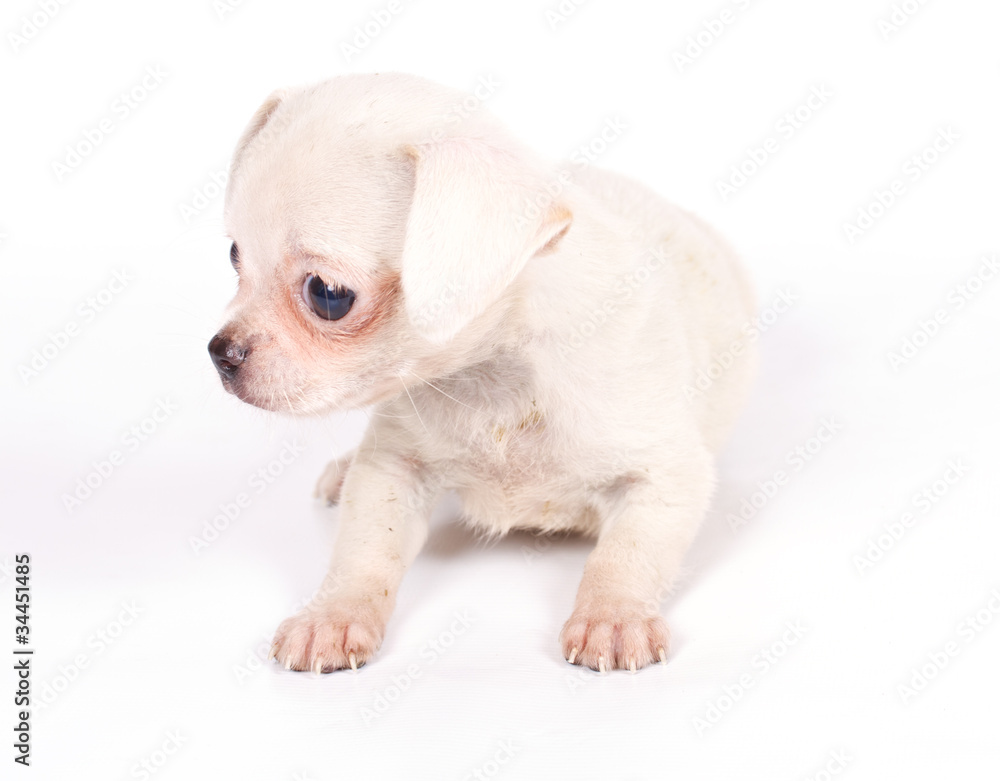chihuhua puppy on the white background