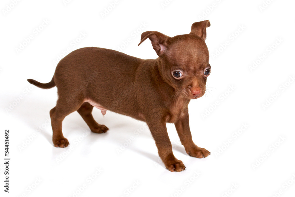 chihuhua puppy on the white background chihuhua puppy on the white background
