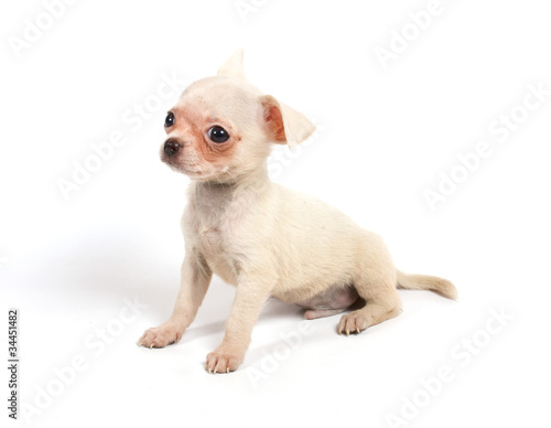 Chihuahua puppy in studio © Andrei Starostin