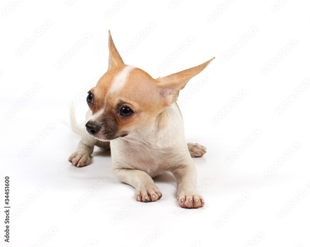 Funny puppy Chihuahua poses