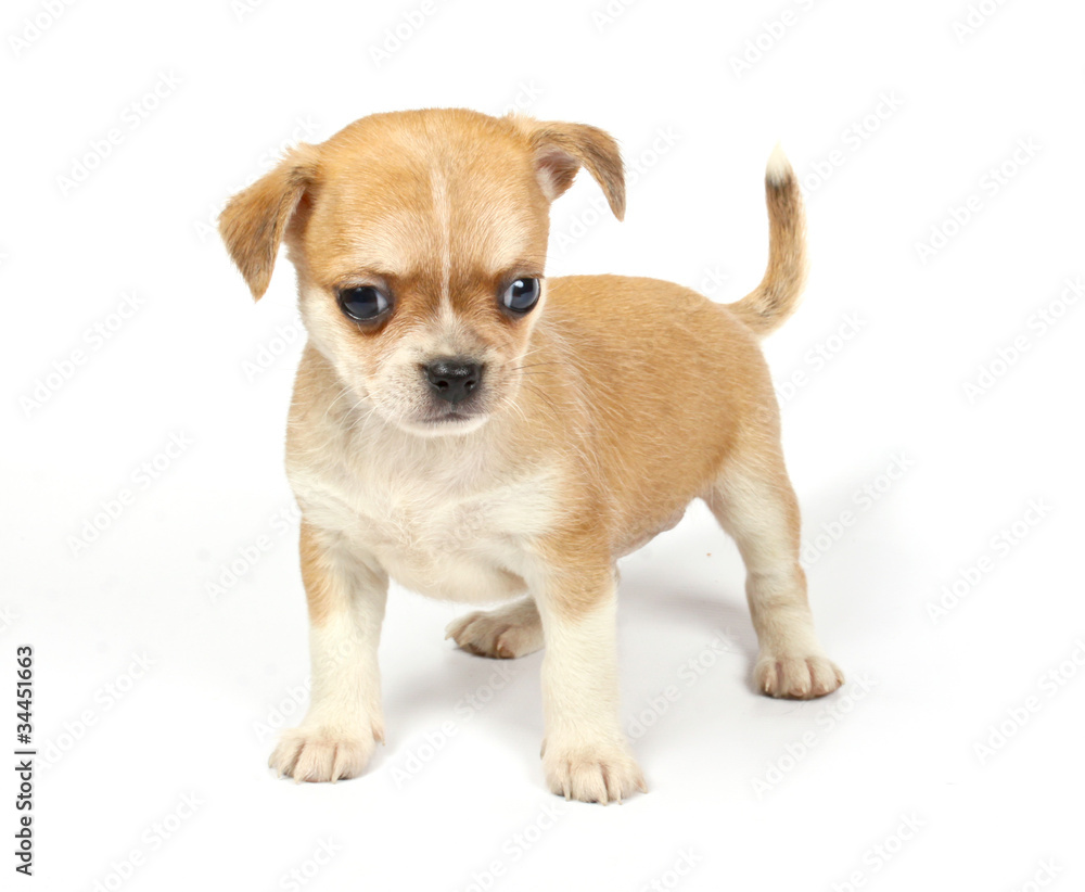 small chihuahua puppy small chihuahua puppy
