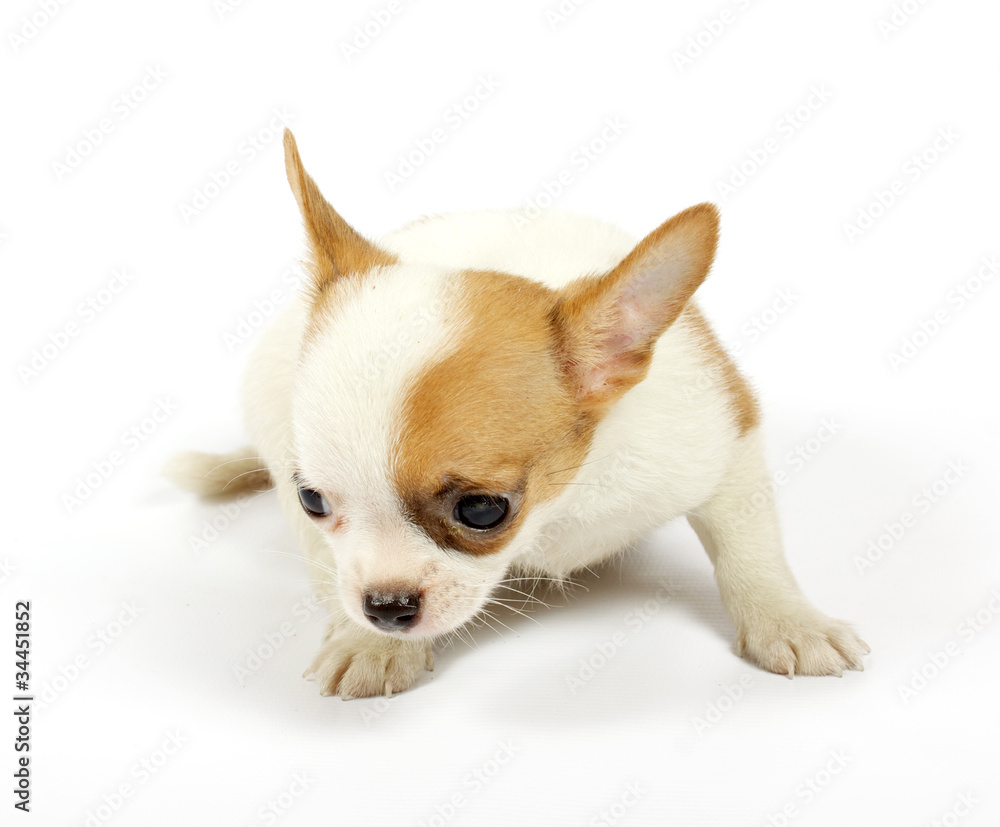 small chihuahua puppy