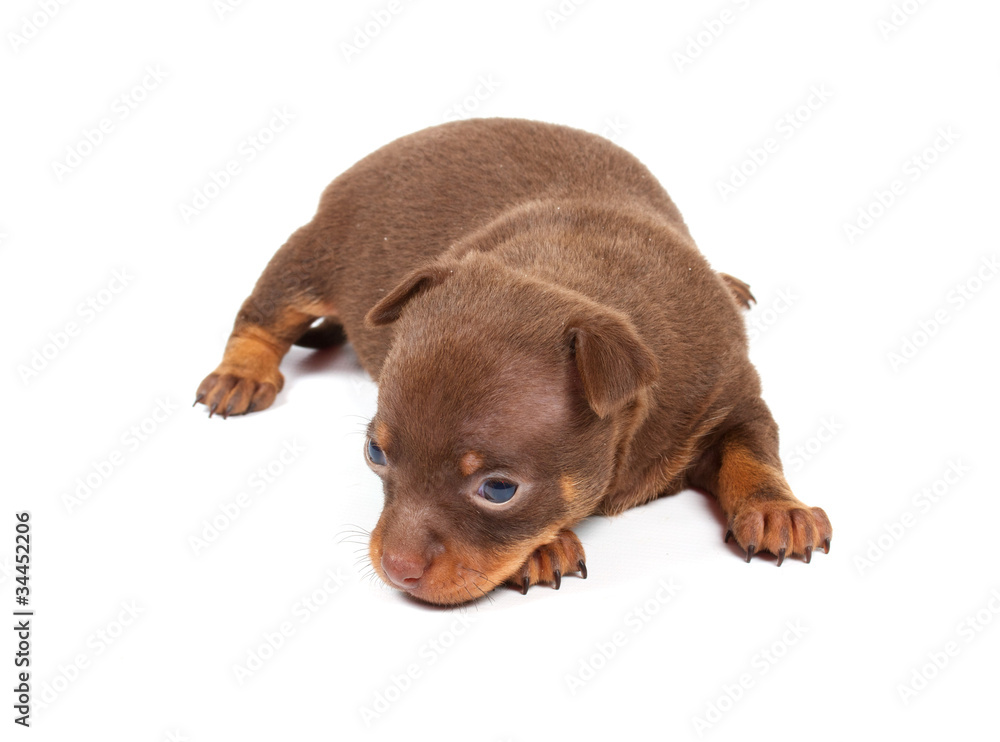 Funny puppy Chihuahua poses Funny puppy Chihuahua poses