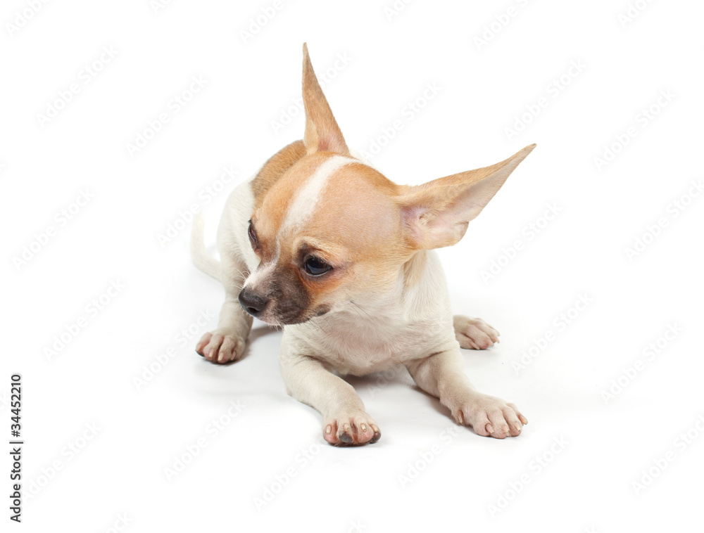 Funny puppy Chihuahua poses