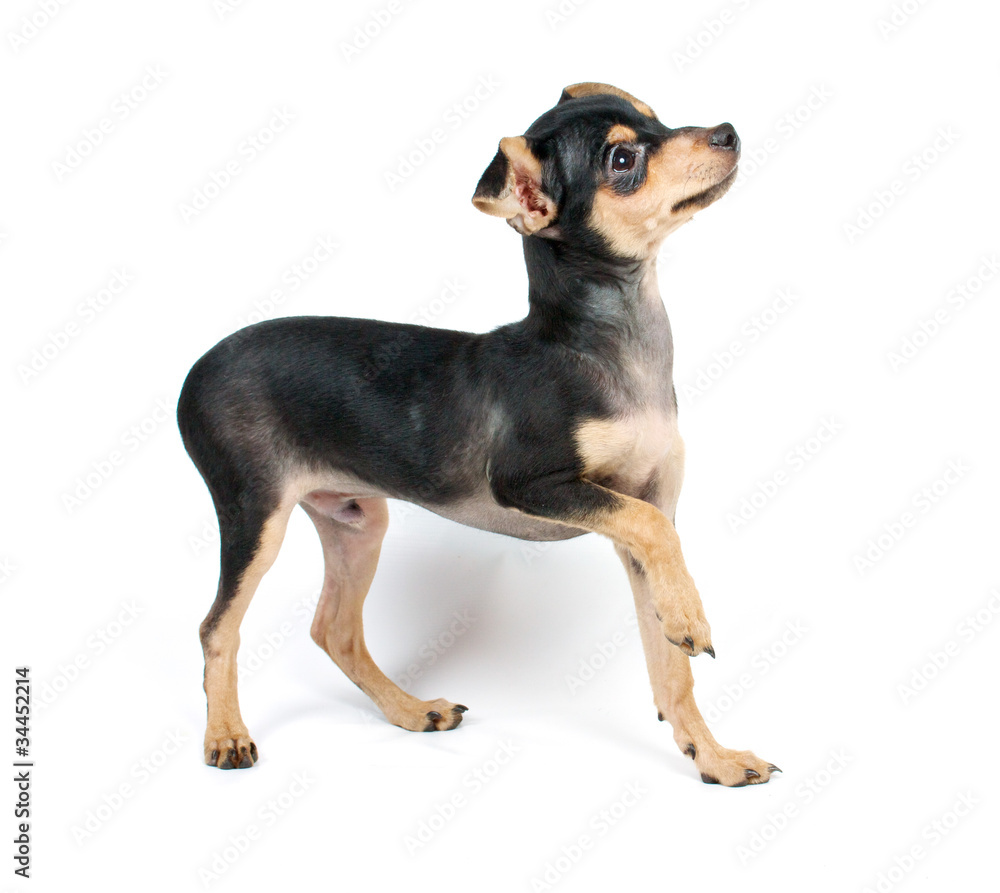 Funny puppy Chihuahua poses