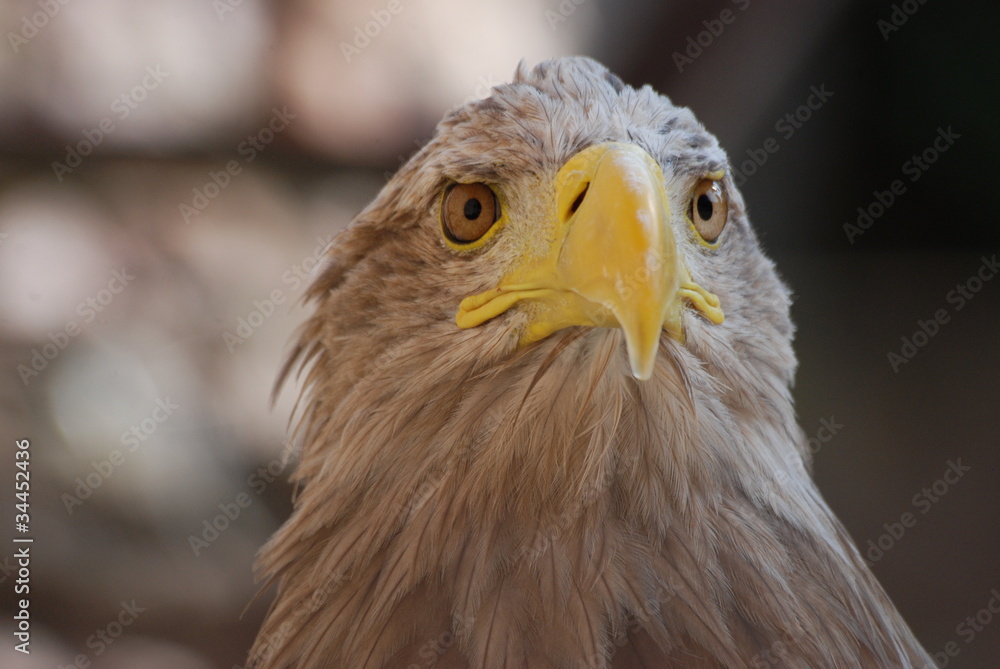 rapace rapace