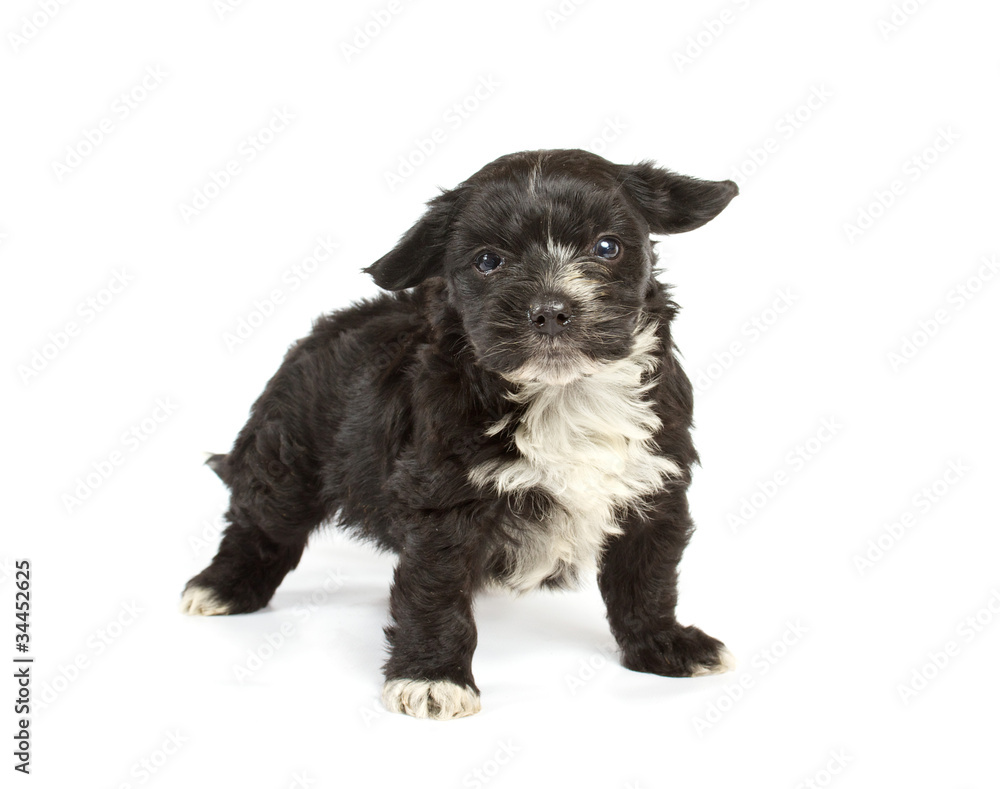 Chihuahua puppy in studio Chihuahua puppy in studio