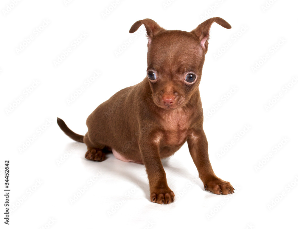 chihuhua puppy on the white background chihuhua puppy on the white background