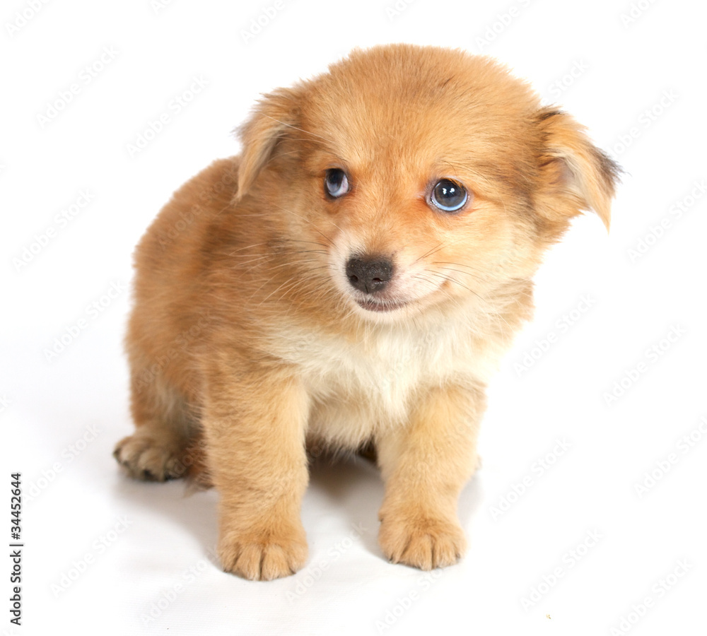 chihuhua puppy on the white background