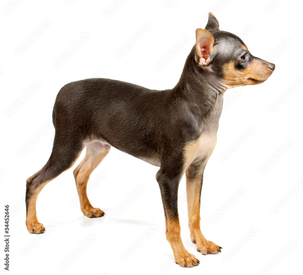 Funny puppy Chihuahua poses Funny puppy Chihuahua poses