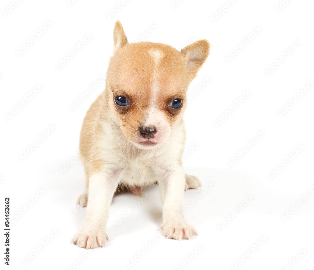 Funny puppy Chihuahua poses Funny puppy Chihuahua poses