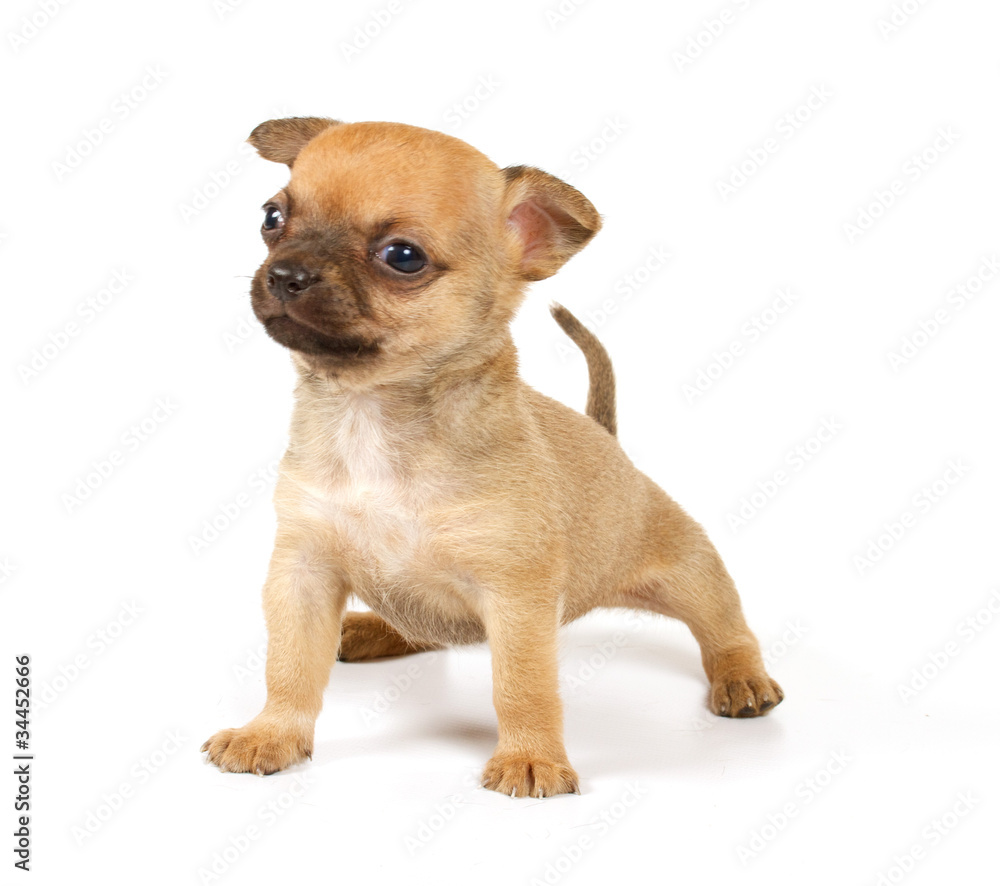 Funny puppy Chihuahua poses Funny puppy Chihuahua poses