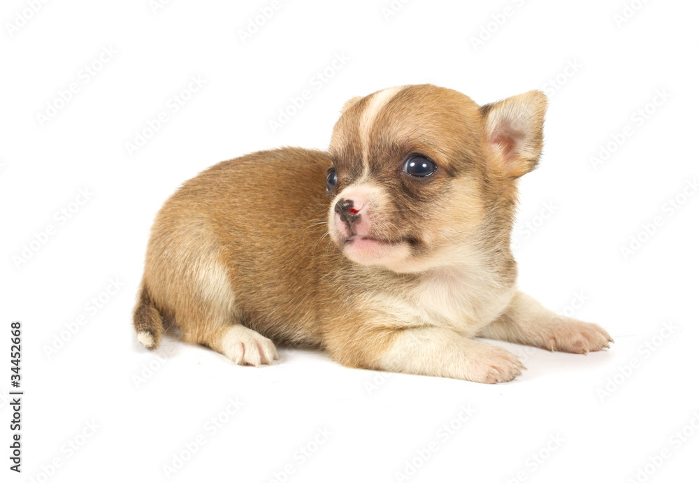 Funny puppy Chihuahua poses Funny puppy Chihuahua poses
