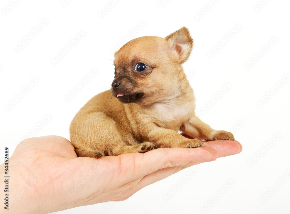 Funny puppy Chihuahua poses Funny puppy Chihuahua poses