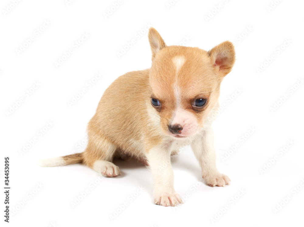Funny puppy Chihuahua poses Funny puppy Chihuahua poses