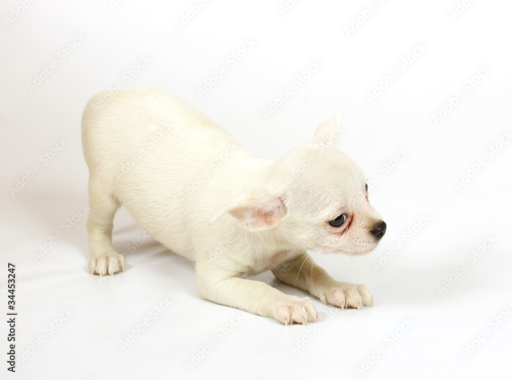 small chihuahua puppy small chihuahua puppy