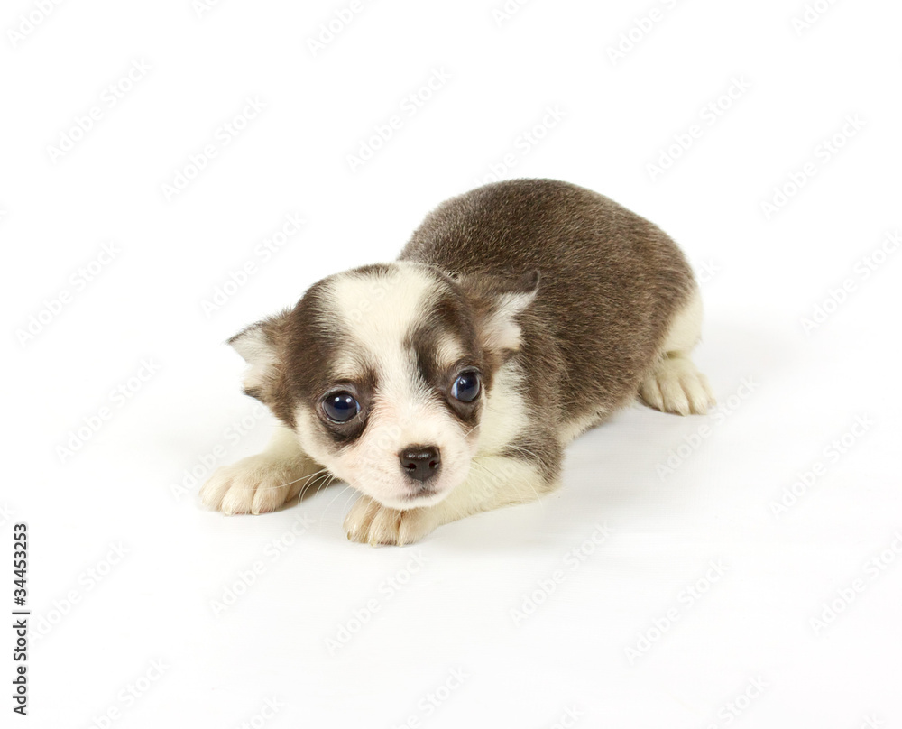 small chihuahua puppy