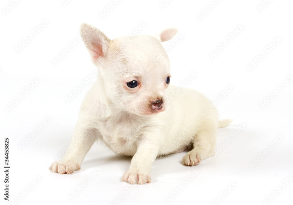 Funny puppy Chihuahua poses Funny puppy Chihuahua poses