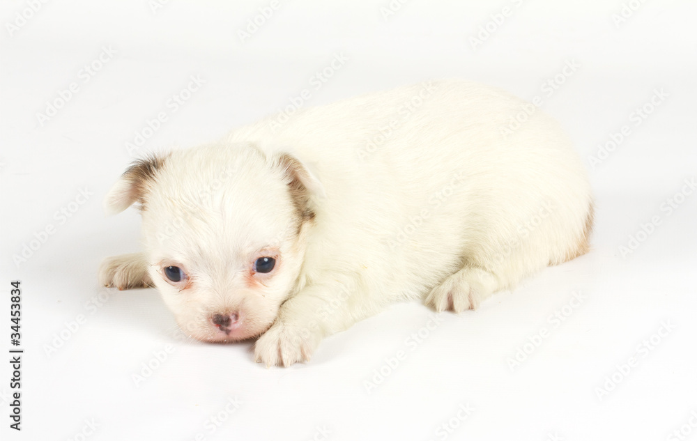 Funny puppy Chihuahua poses Funny puppy Chihuahua poses