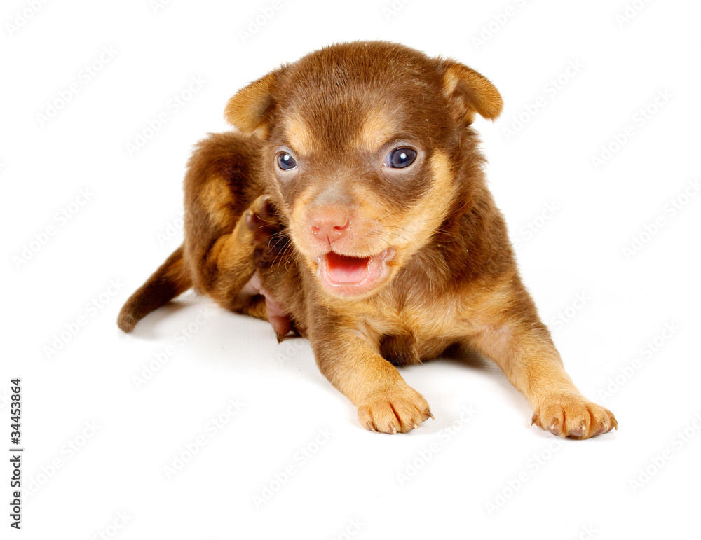 Funny puppy Chihuahua poses Funny puppy Chihuahua poses