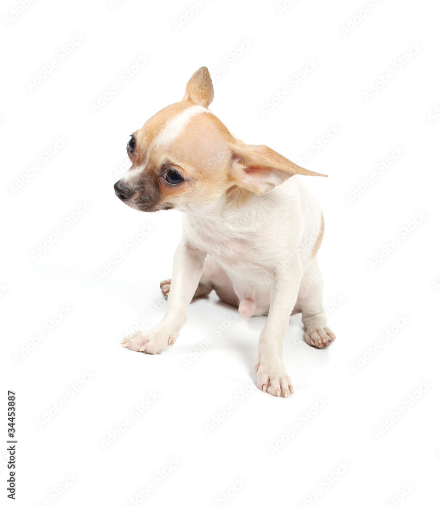 Funny puppy Chihuahua poses