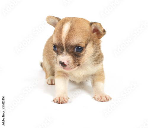 Funny puppy Chihuahua poses © Andrei Starostin