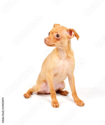 Funny puppy Chihuahua poses