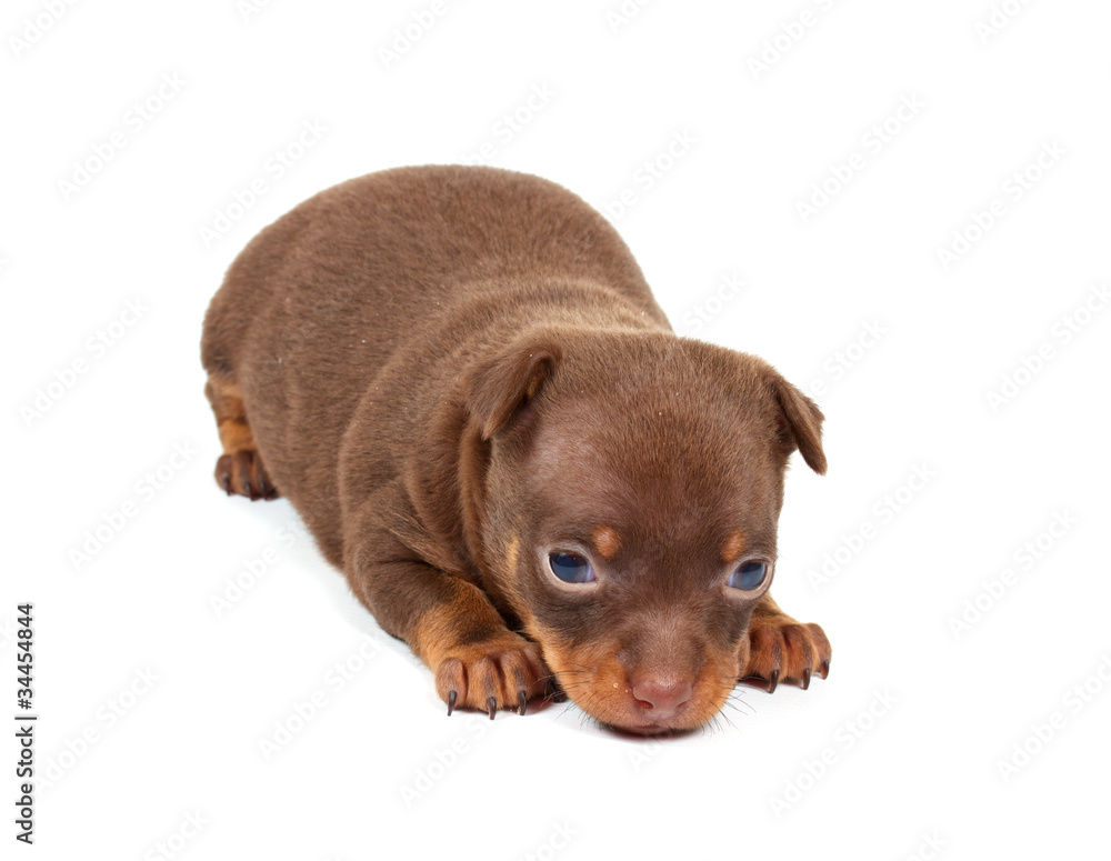 Funny puppy Chihuahua poses Funny puppy Chihuahua poses
