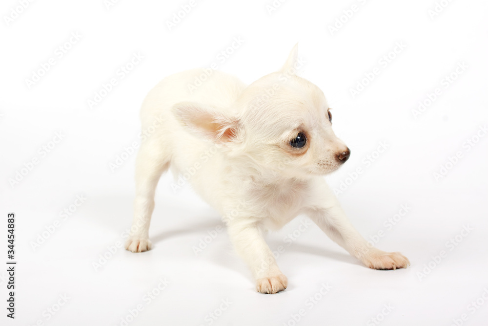 small chihuahua puppy small chihuahua puppy