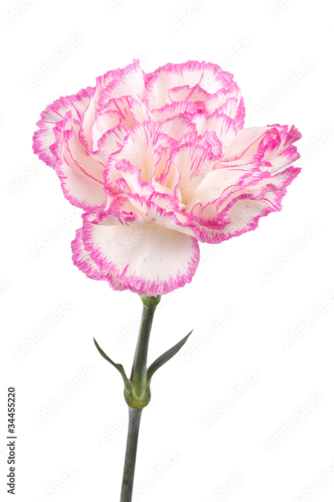 Beautiful pink carnation
