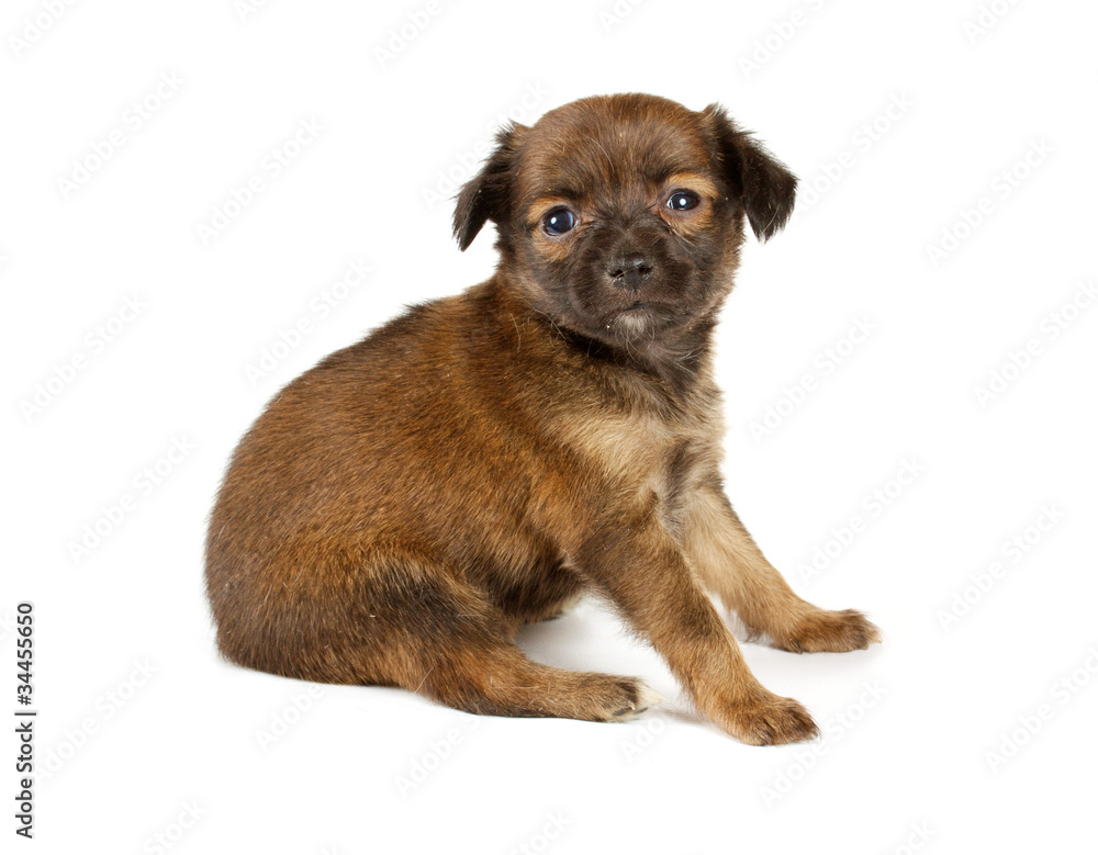 Funny puppy Chihuahua poses Funny puppy Chihuahua poses