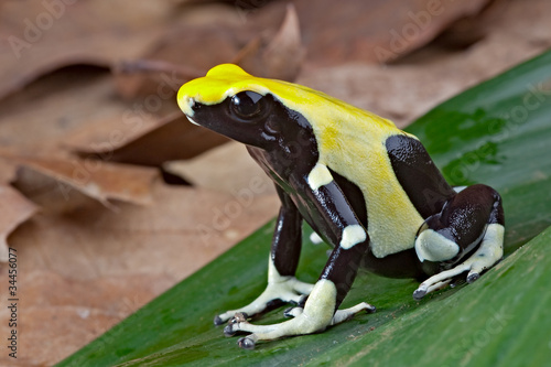 yellow and black poison dart frog photo