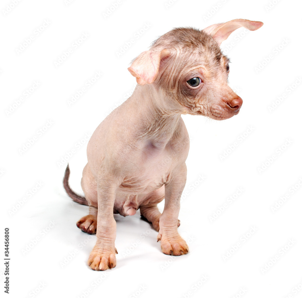 Fototapeta premium Chinese Crested Dog puppy