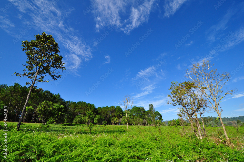 savanna in Thailand